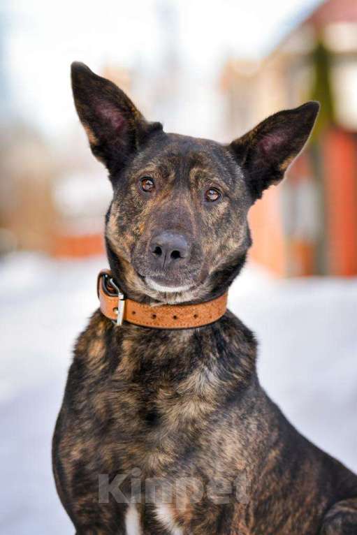 Собаки в Москве: Брошенный, но не сломленный: Рокки очень хочет снова быть нужным Мальчик, Бесплатно - фото 2