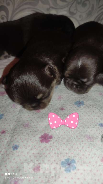 Собаки в Москве: Девочка Девочка, 85 000 руб. - фото 3