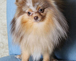 Собаки в Москве: Мальчик померанский шпиц Мальчик, 50 000 руб. - фото 1