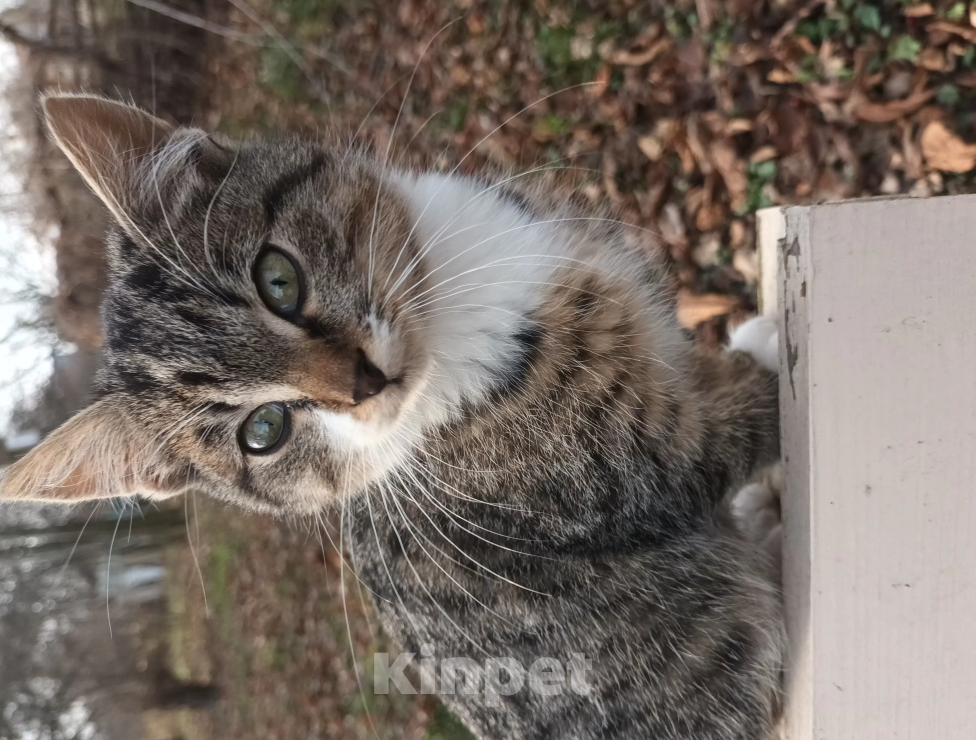 Кошки в Спасске-Рязанском:   Кисюля Мальчик, Бесплатно - фото 1