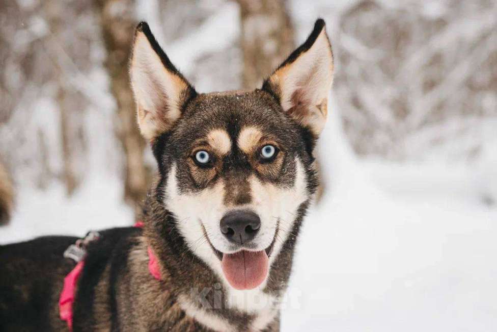 Собаки в Москве: Никель ищет дом Мальчик, Бесплатно - фото 1