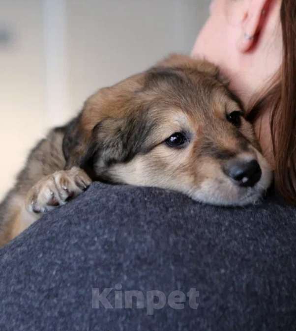 Собаки в других городах Московской области: В добрые руки Девочка, Бесплатно - фото 2