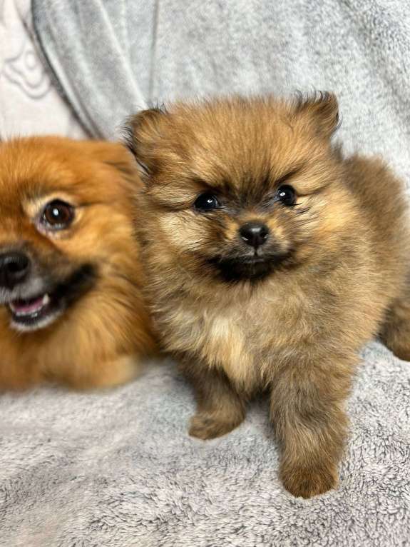 Собаки в Люберцах: Померанский шпиц, щенок Мальчик, 35 000 руб. - фото 3