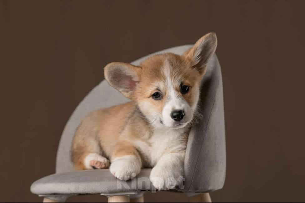 Собаки в Брянске: Щенки корги-пемброк  Девочка, Бесплатно - фото 2