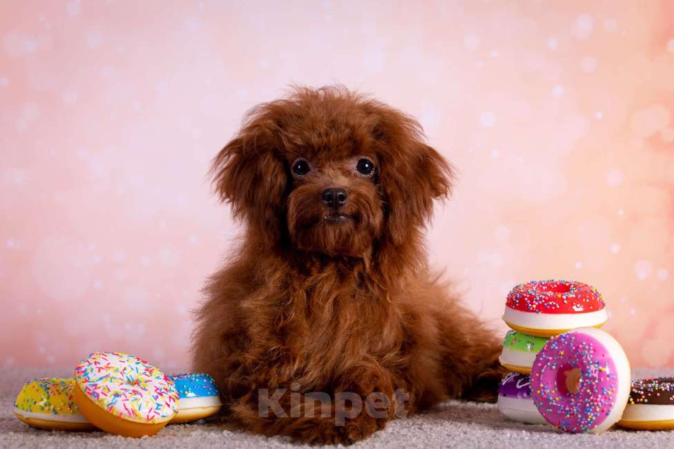 Собаки в Балашихе: Ариэль девочка той-пудель Девочка, 110 000 руб. - фото 7