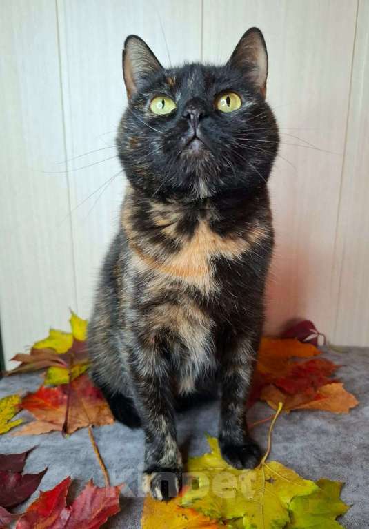 Кошки в Москве: Черепаховая кошка в добрые руки  Девочка, Бесплатно - фото 3