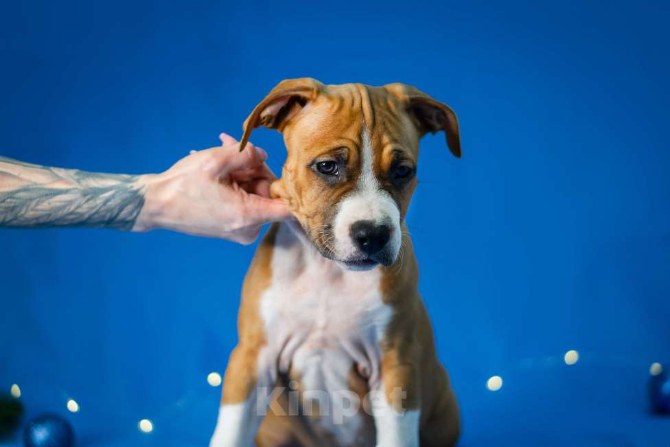 Собаки в Красногорске: Девочка  Девочка, 80 000 руб. - фото 1