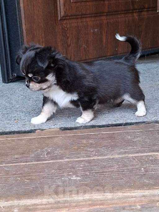 Собаки в других городах Калужской области: Черный триколор мальчик Мальчик, 50 000 руб. - фото 5