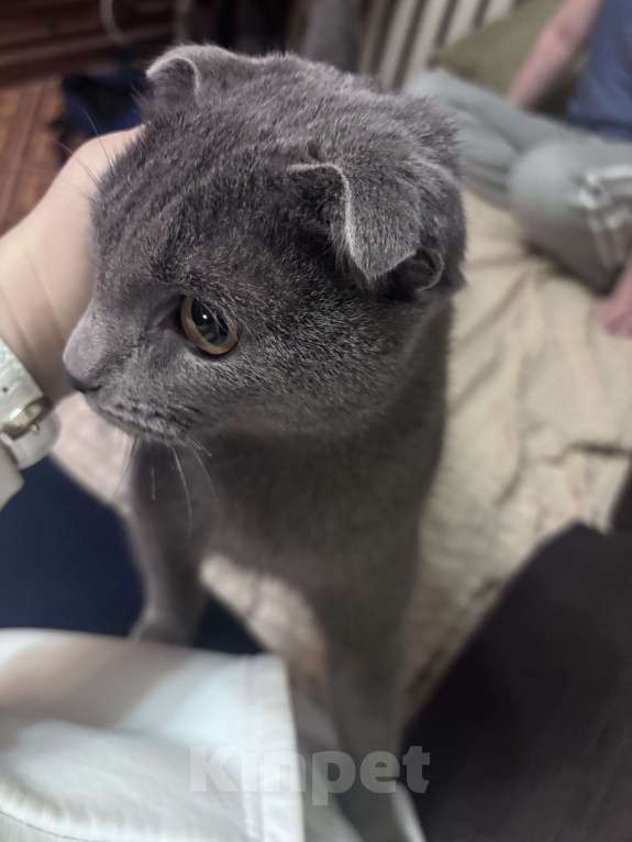 Кошки в Москве: Вислоухий шотландец ищет хозяев Мальчик, Бесплатно - фото 3