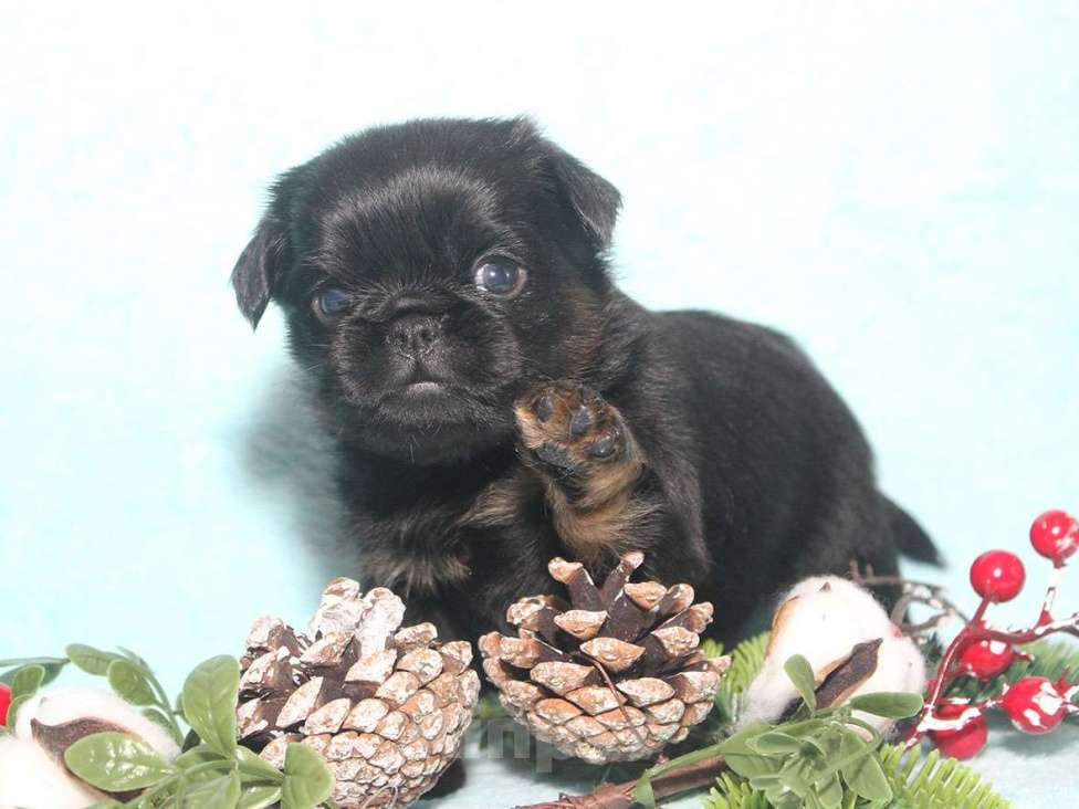 Собаки в Санкт-Петербурге: Красотка Девочка, 80 000 руб. - фото 7