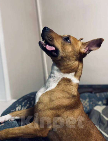 Собаки в Ярославле: Отдам в добрые руки Девочка, Бесплатно - фото 3