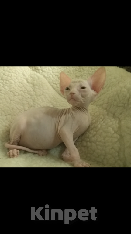 Кошки в Курске: Донской мальчик ДГГ Мальчик, 15 000 руб. - фото 6