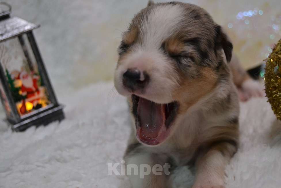 Собаки в Санкт-Петербурге: Бордер Колли  Мальчик, 70 000 руб. - фото 2