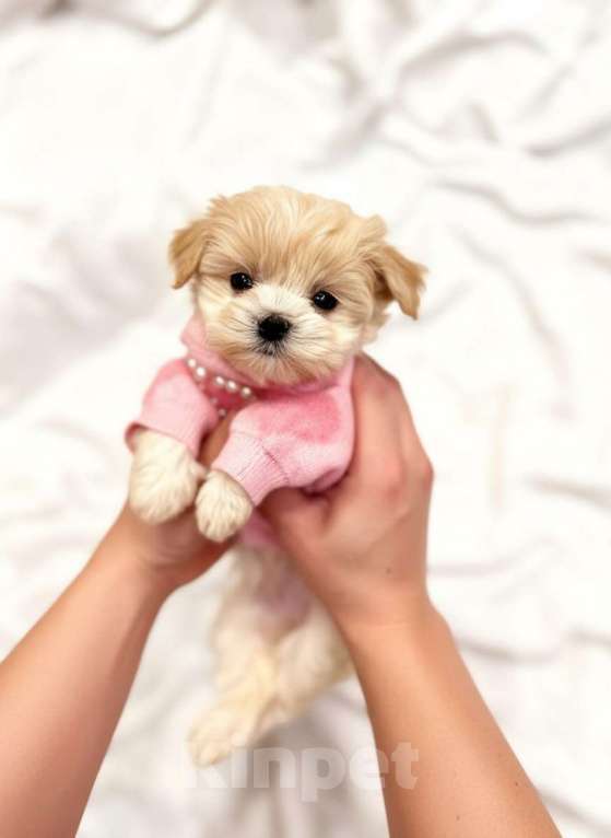 Собаки в Мытищах: Мальтипу щенки Девочка, Бесплатно - фото 2