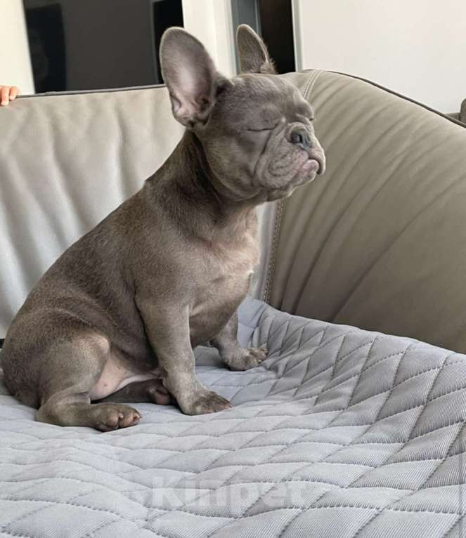 Собаки в Санкт-Петербурге: Девочка голубого окраса Девочка, 50 000 руб. - фото 4