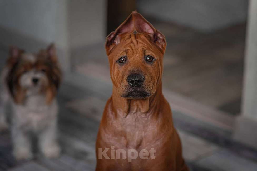 Собаки в Перми: Особенный щенок тайского риджбека Мальчик, 5 000 руб. - фото 3