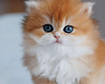 Кошки в Владивостоке: Британская девочка. Котенок. Шиншилла Девочка, 180 000 руб. - фото 4
