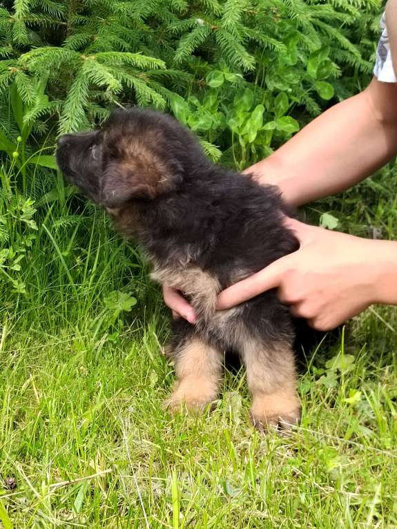 Собаки в Вологде: Щенок немецкой длинношёрстной овчарки, девчушка. Девочка, Бесплатно - фото 3