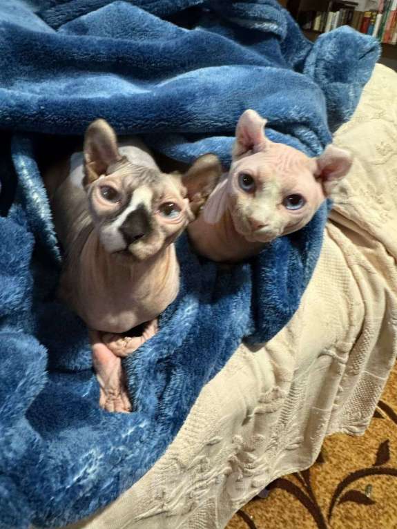 Кошки в других городах Ставропольского края: Канадский сфинкс эльф Девочка, 30 000 руб. - фото 3