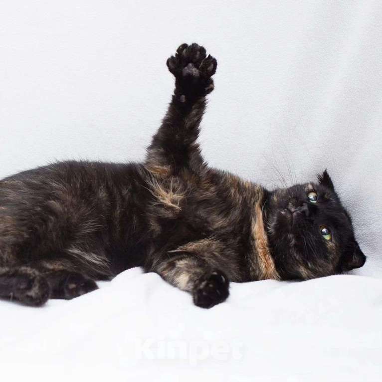 Кошки в Москве: Породистую кошечку выкинули Девочка, Бесплатно - фото 4