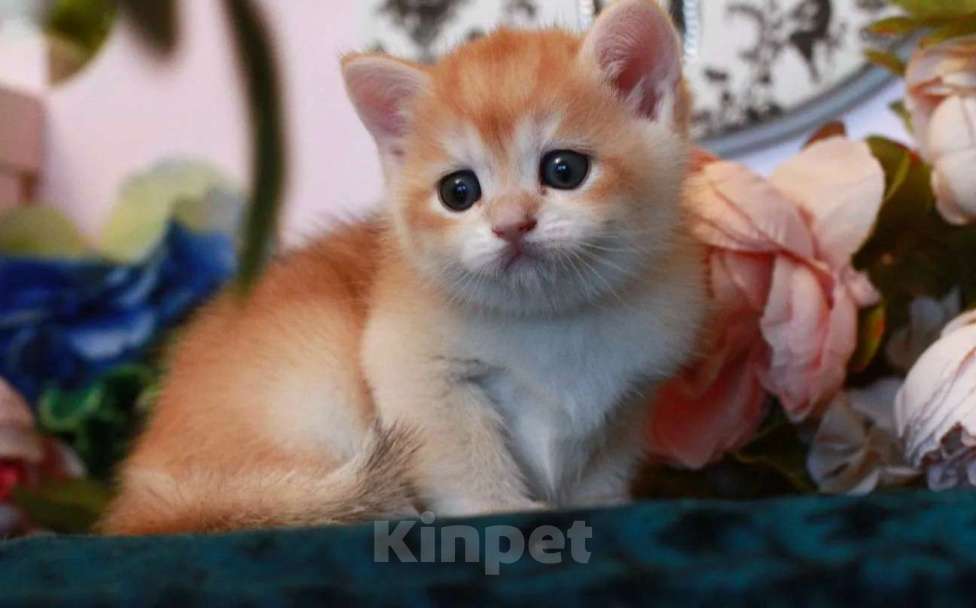 Кошки в Москве: Золотой котик Мальчик, 20 000 руб. - фото 2