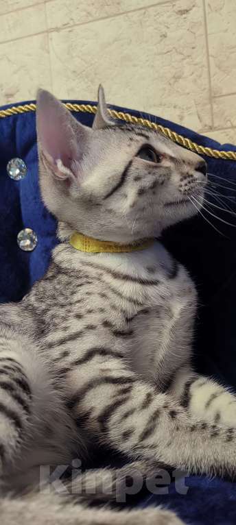Кошки в Санкт-Петербурге: Котёнок Мау Эрос Мальчик, 50 000 руб. - фото 4
