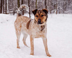 Собаки в Москве: Герцог Мальчик, Бесплатно - фото 1