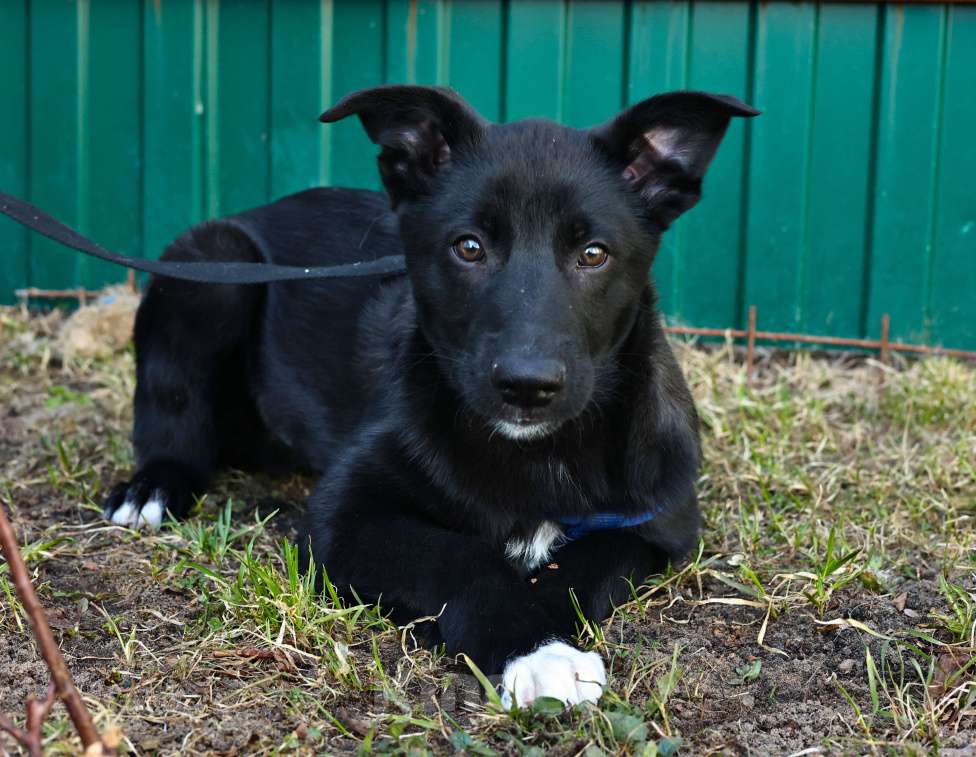 Собаки в Москве: Щенок бесплатно в Москве Мальчик, Бесплатно - фото 1