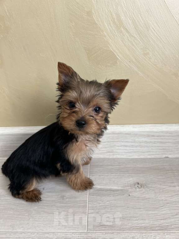 Собаки в Геленджике: Йоркширский терьер мини Мальчик, 18 000 руб. - фото 3