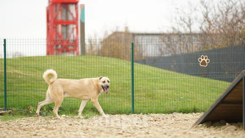 Собаки в Краснодаре: Кангал Вязка  Мальчик, 60 000 руб. - фото 2