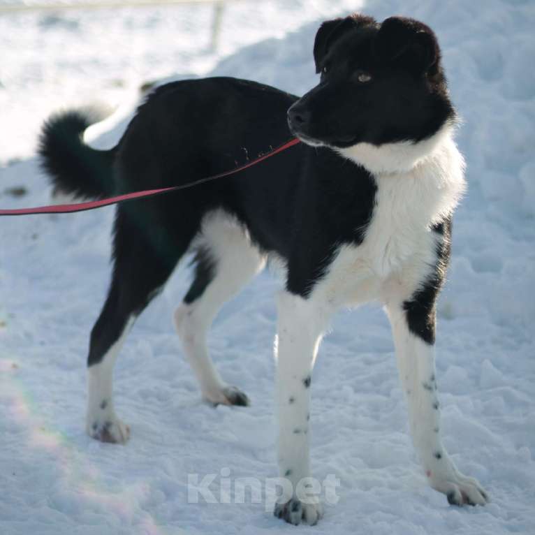 Собаки в Москве: Курт Мальчик, Бесплатно - фото 3