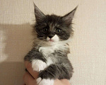 Кошки в Санкт-Петербурге: Котята мейн кун в дом - счастье в нём Мальчик, 15 000 руб. - фото 6