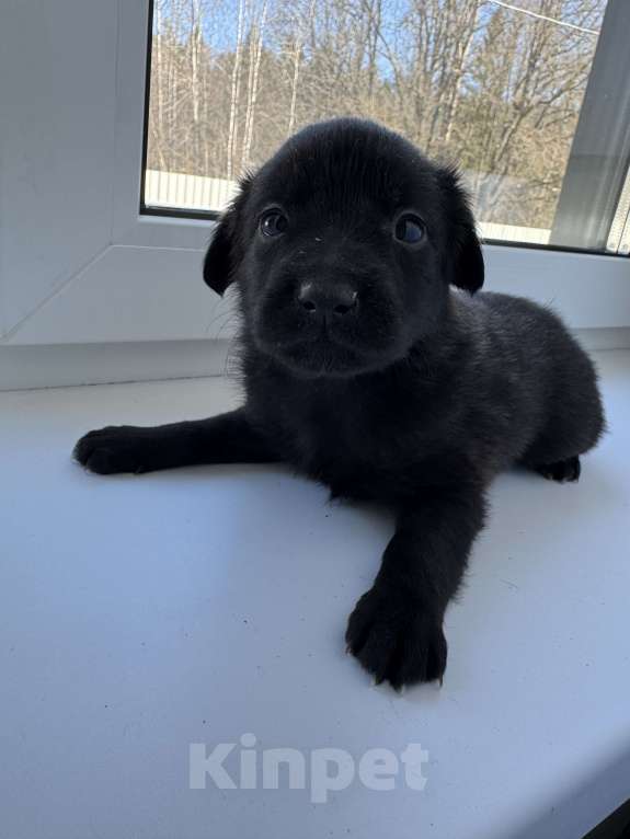 Собаки в Москве: Крохотный Гриша ищет дом Мальчик, Бесплатно - фото 3