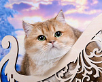Кошки в Красноярске: Золотая Британская кошка Девочка, 25 000 руб. - фото 5