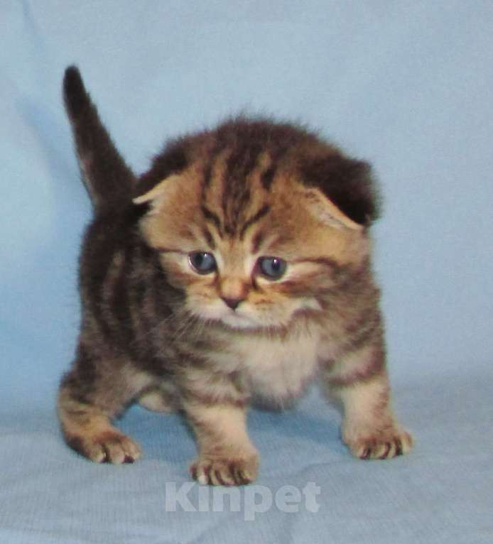 Кошки в Санкт-Петербурге: шотландский котик Мальчик, 40 000 руб. - фото 3