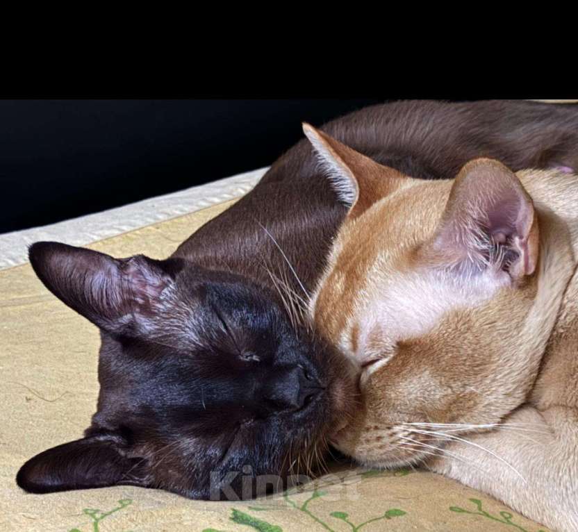 Кошки в Серпухове: Бурманский котенок Девочка Девочка, 14 000 руб. - фото 2