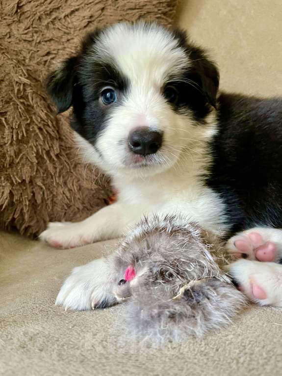 Собаки в Краснодаре:  Щенки Бордерколли  Мальчик, Бесплатно - фото 3