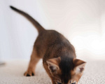 Кошки в Орле: Абиссинские котята Девочка, 25 000 руб. - фото 6