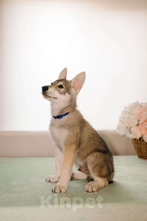 Собаки в Санкт-Петербурге: Уриэль волчья собака Саарлоса Мальчик, 180 000 руб. - фото 2