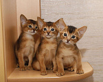 Кошки в Калаче-На-Доне: Абиссинские котята, 25 000 руб. - фото 1