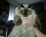 Кошки в Семенове: кот на вязку, 2 000 руб. - фото 1