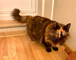 Кошки в Малоархангельске: Ласковая и Стерилизованная кошка, Бесплатно - фото 3