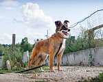 Собаки в Клине: Осторожная Айра Девочка, Бесплатно - фото 6
