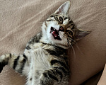 Кошки в Перми: Котенок - мальчик в добрые руки Мальчик, Бесплатно - фото 3