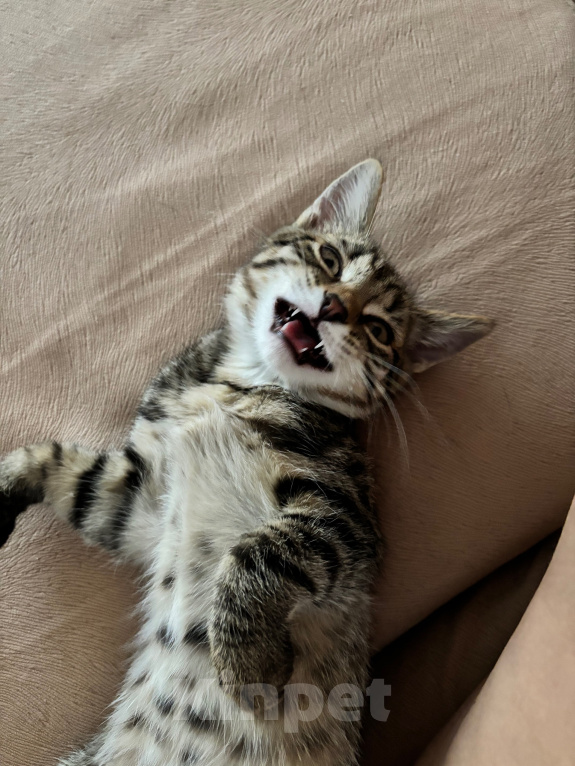 Кошки в Перми: Котенок - мальчик в добрые руки Мальчик, Бесплатно - фото 3