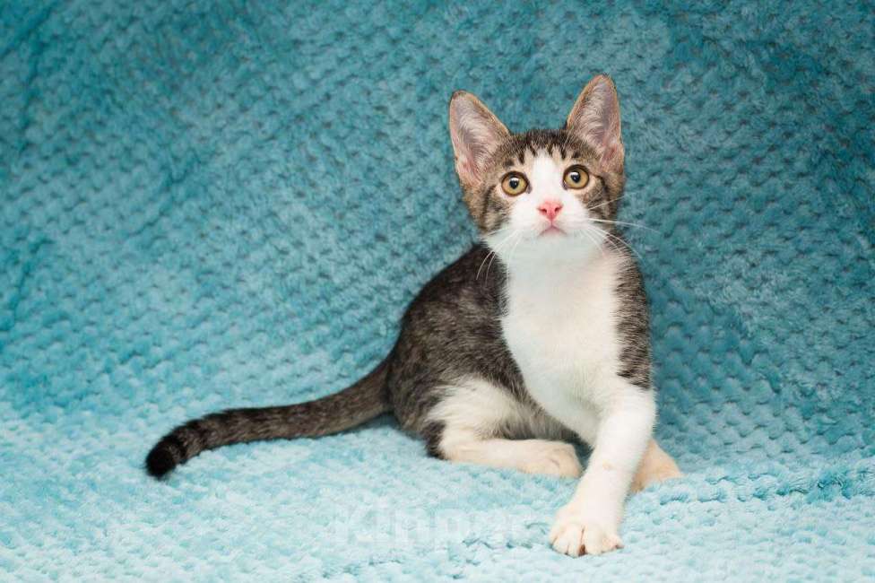 Кошки в Москве: Котенок Месси Мальчик, Бесплатно - фото 3