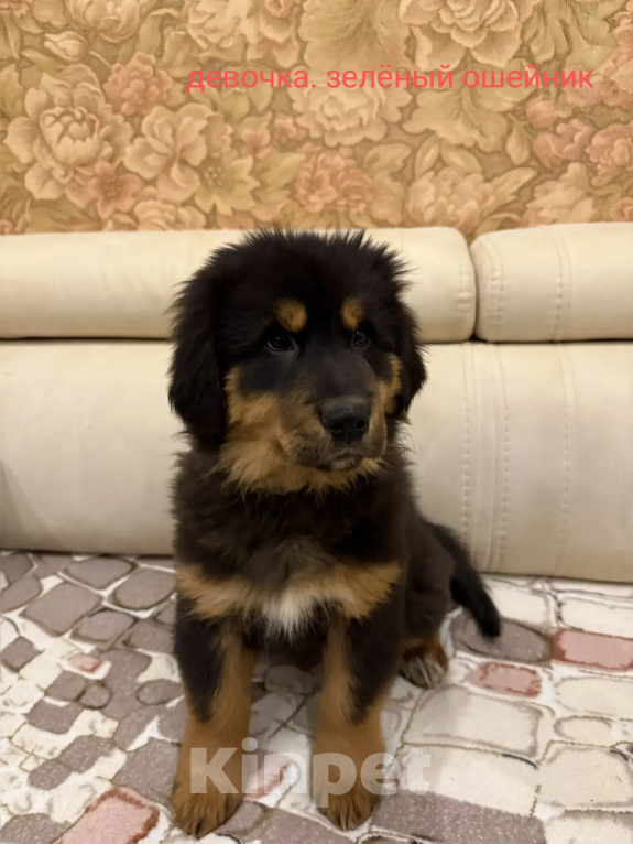 Собаки в Курске: Щенки Монгольского Банхара Разнополые, Бесплатно - фото 2