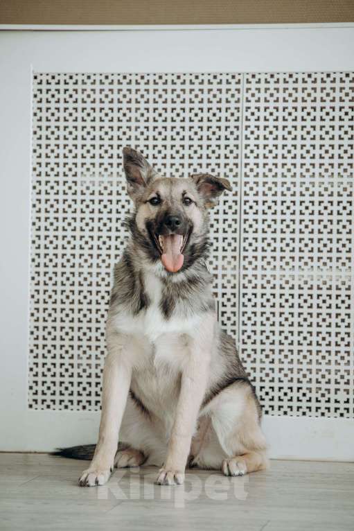 Собаки в Москве: Щенок бесплатно в Москве Девочка, Бесплатно - фото 6