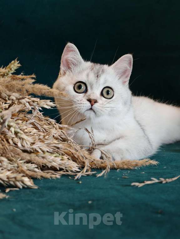 Кошки в Москве: Породистые шотландские котята Девочка, 55 000 руб. - фото 5