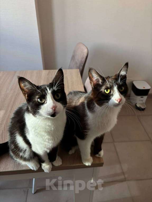 Кошки в Краснодаре: Котики в добрые руки Мальчик, Бесплатно - фото 1